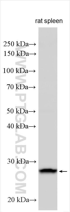Western Blot (WB) analysis of various lysates using HPGDS Polyclonal antibody (22522-1-AP)