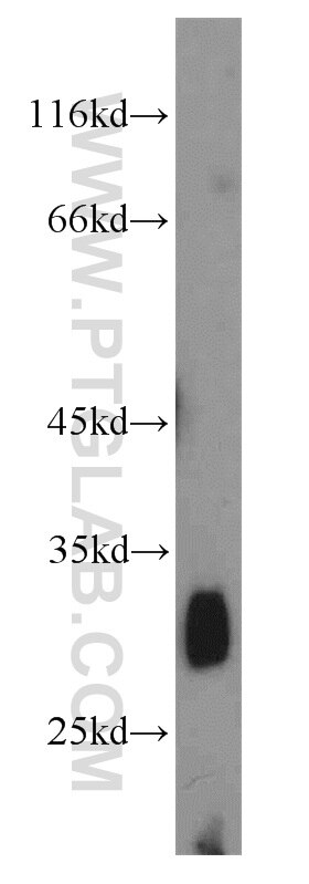 Western Blot (WB) analysis of mouse small intestine tissue using HPGDS Polyclonal antibody (22522-1-AP)