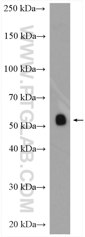 Western Blot (WB) analysis of human placenta tissue using Placental Growth Factor Polyclonal antibody (10642-1-AP)