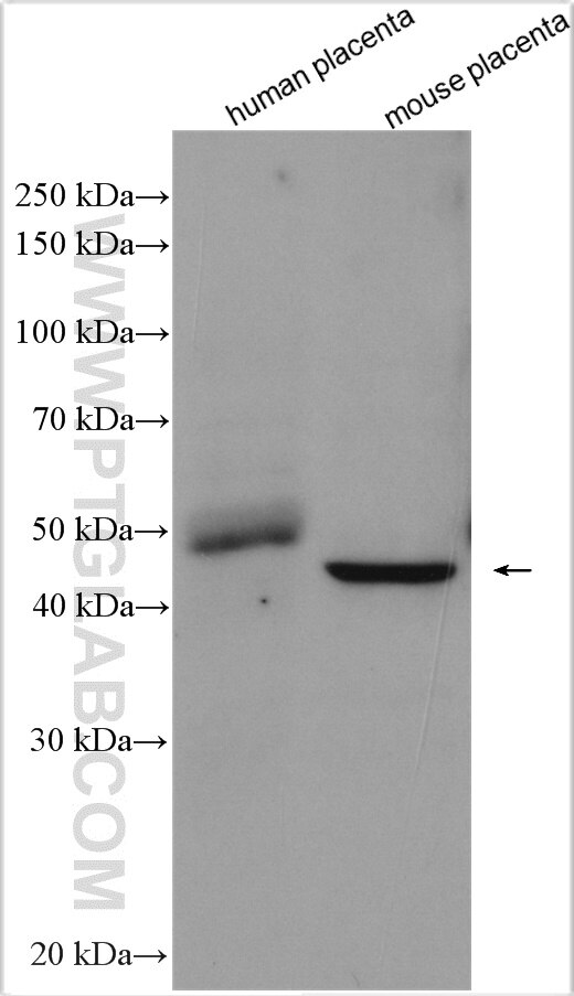 Western Blot (WB) analysis of various lysates using Placental Growth Factor Polyclonal antibody (10642-1-AP)