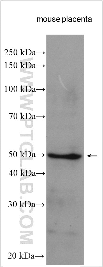Western Blot (WB) analysis of various lysates using Placental Growth Factor Polyclonal antibody (10642-1-AP)