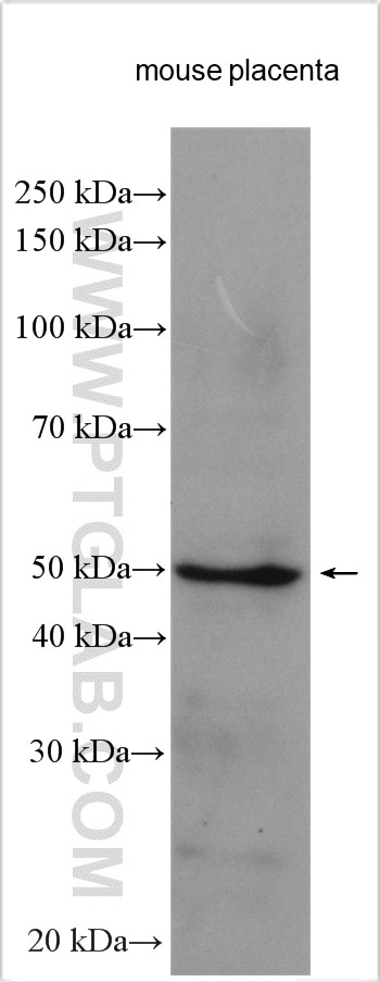 WB analysis using 10642-1-AP