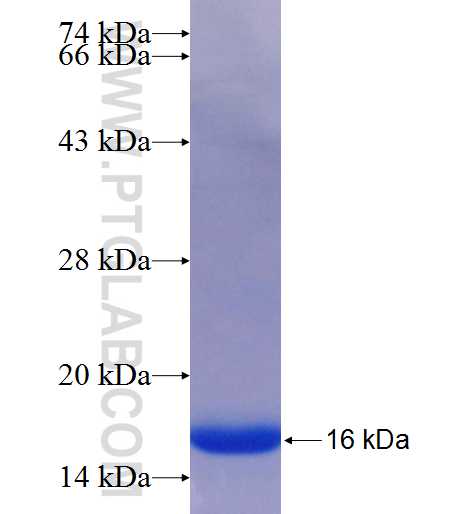 PGF fusion protein Ag25987 SDS-PAGE
