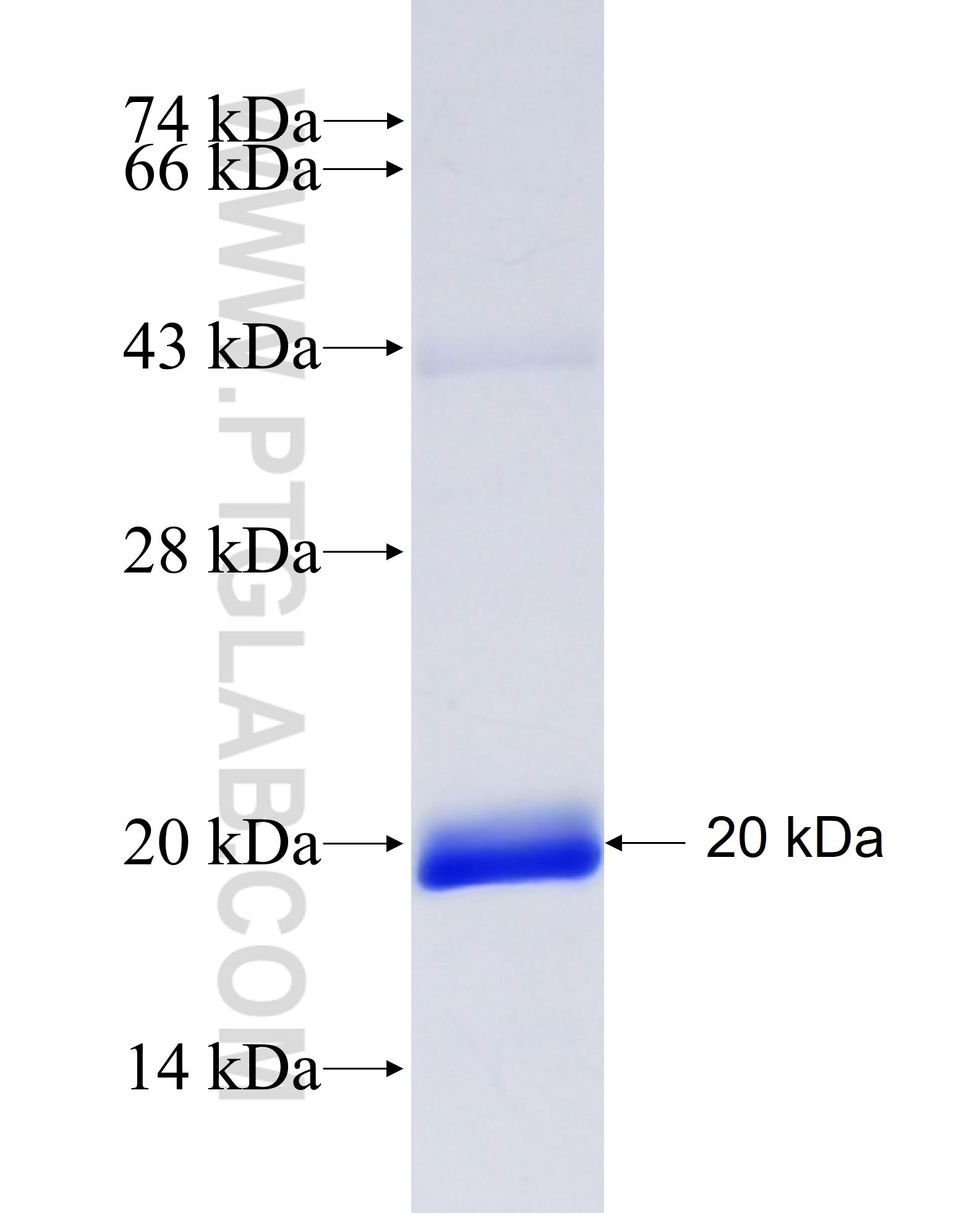 PGF fusion protein Ag25987 SDS-PAGE