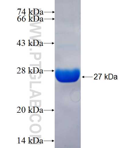 PGF fusion protein Ag26168 SDS-PAGE