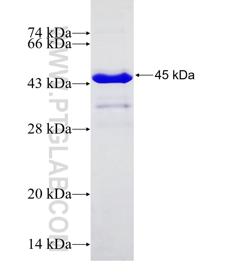 PGF fusion protein Ag0969 SDS-PAGE