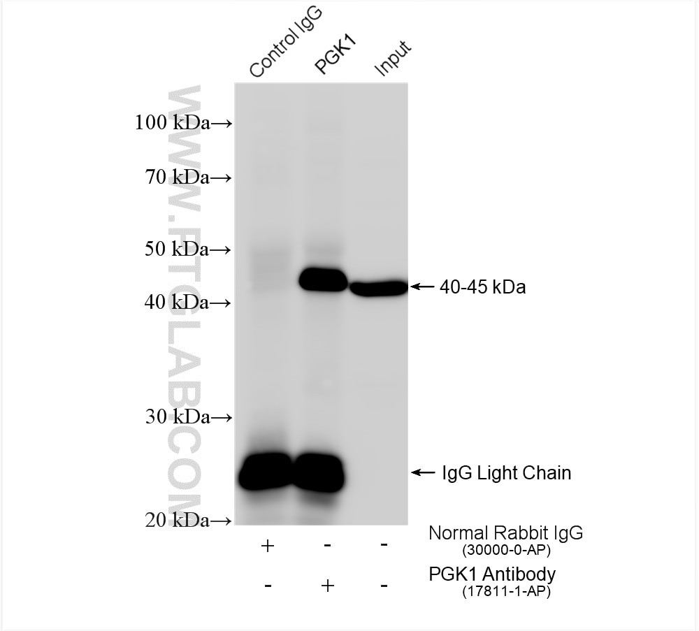 Immunoprecipitation (IP) experiment of SW 1990 cells using PGK1 Polyclonal antibody (17811-1-AP)