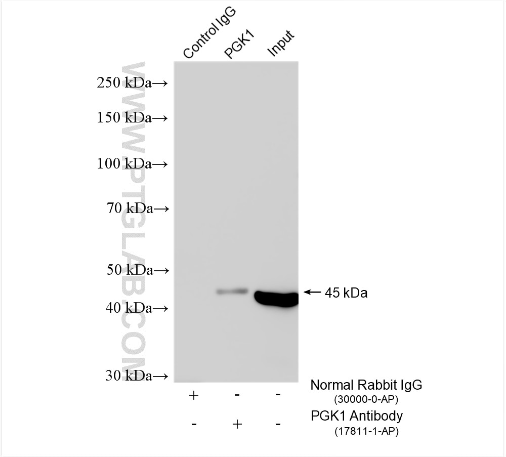 Immunoprecipitation (IP) experiment of HeLa cells using PGK1 Polyclonal antibody (17811-1-AP)