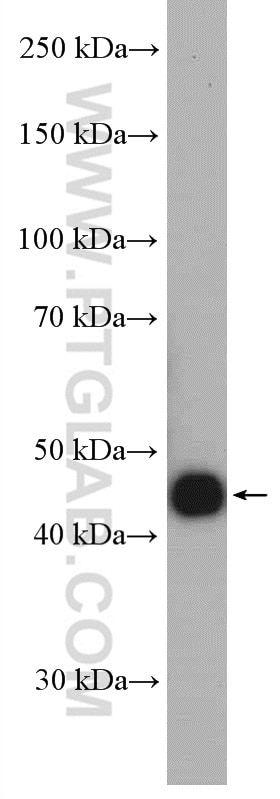 Western Blot (WB) analysis of HepG2 cells using PGK1 Polyclonal antibody (17811-1-AP)