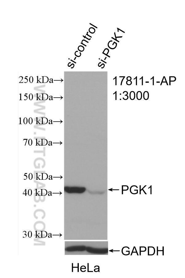 Western Blot (WB) analysis of HeLa cells using PGK1 Polyclonal antibody (17811-1-AP)
