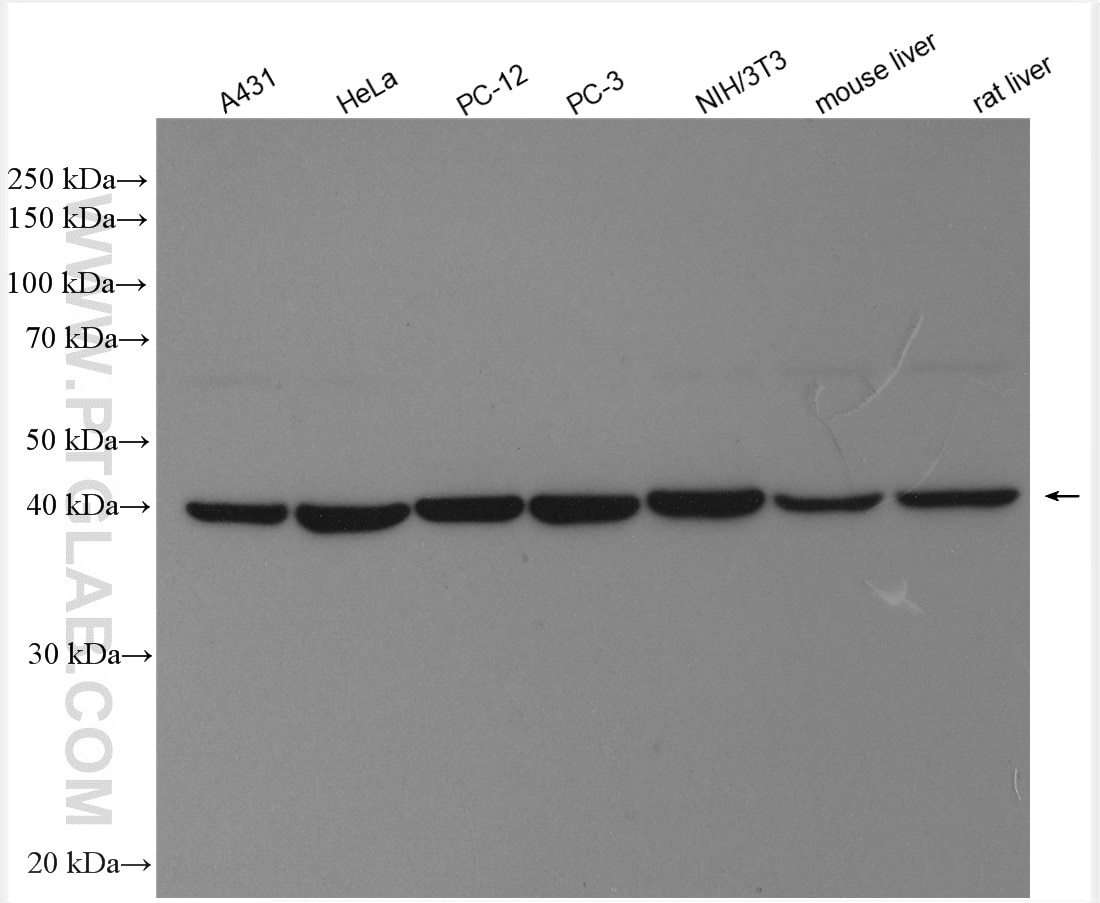 Western Blot (WB) analysis of various lysates using PGK1 Polyclonal antibody (17811-1-AP)