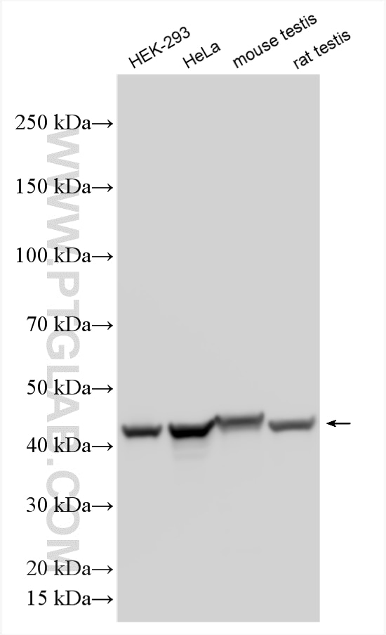 Western Blot (WB) analysis of various lysates using PGK1 Polyclonal antibody (17811-1-AP)