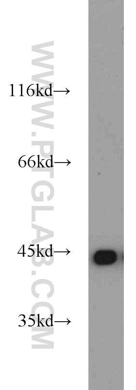 PGK1 Polyclonal antibody