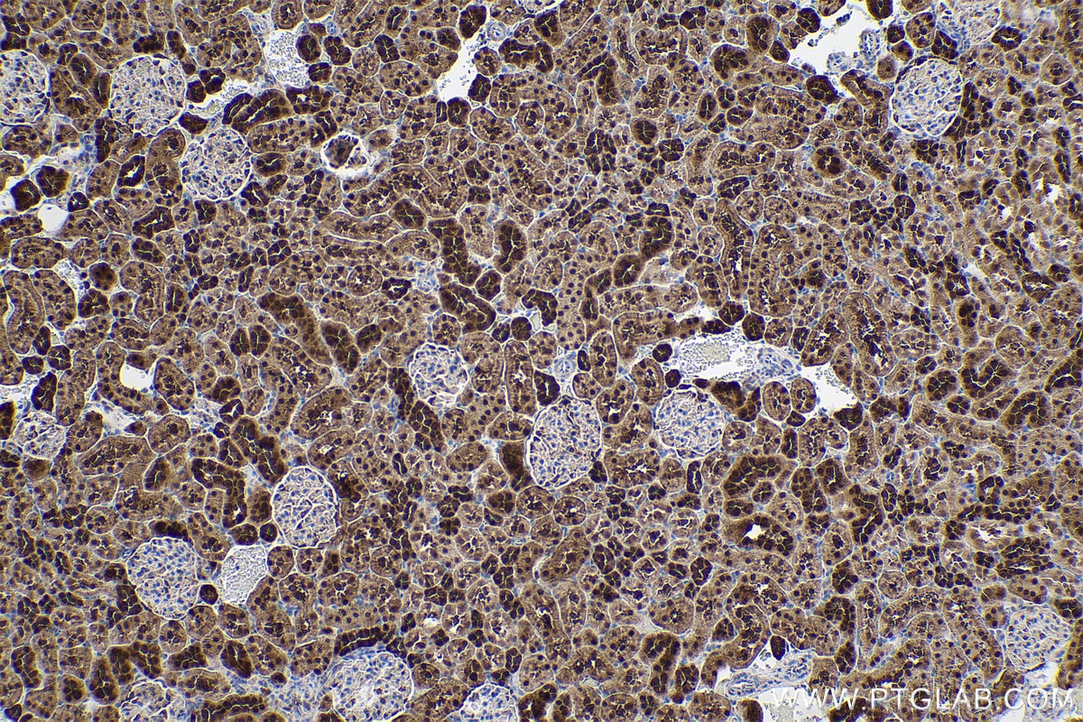 IHC staining of rat kidney using 68035-1-Ig