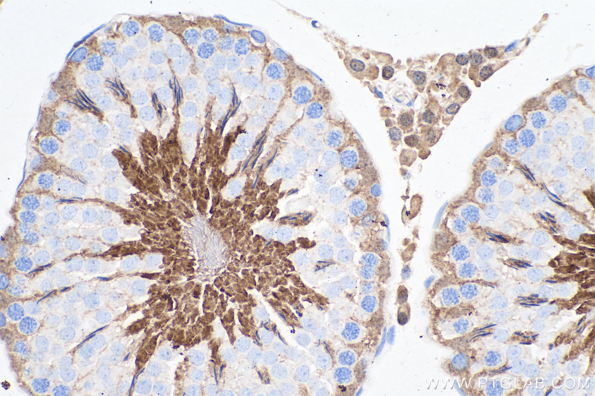 Immunohistochemistry (IHC) staining of rat testis tissue using PGK1 Monoclonal antibody (68035-1-Ig)