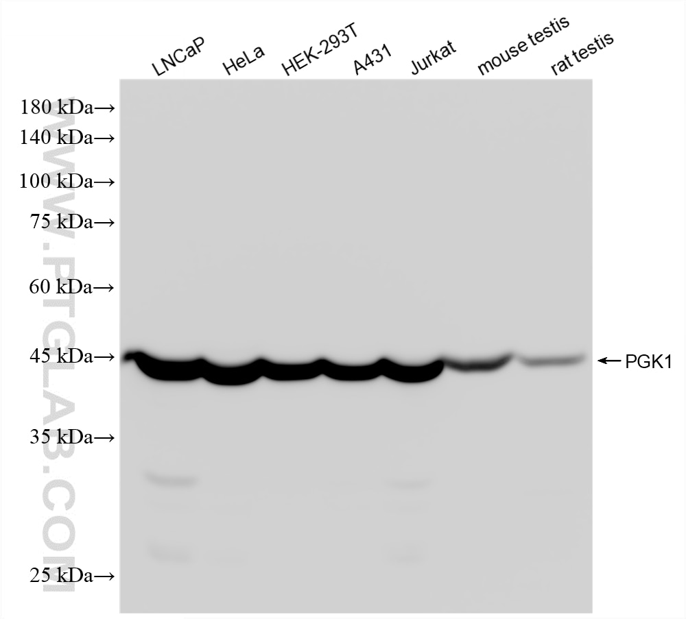 Western Blot (WB) analysis of various lysates using PGK1 Recombinant monoclonal antibody (87478-1-RR)
