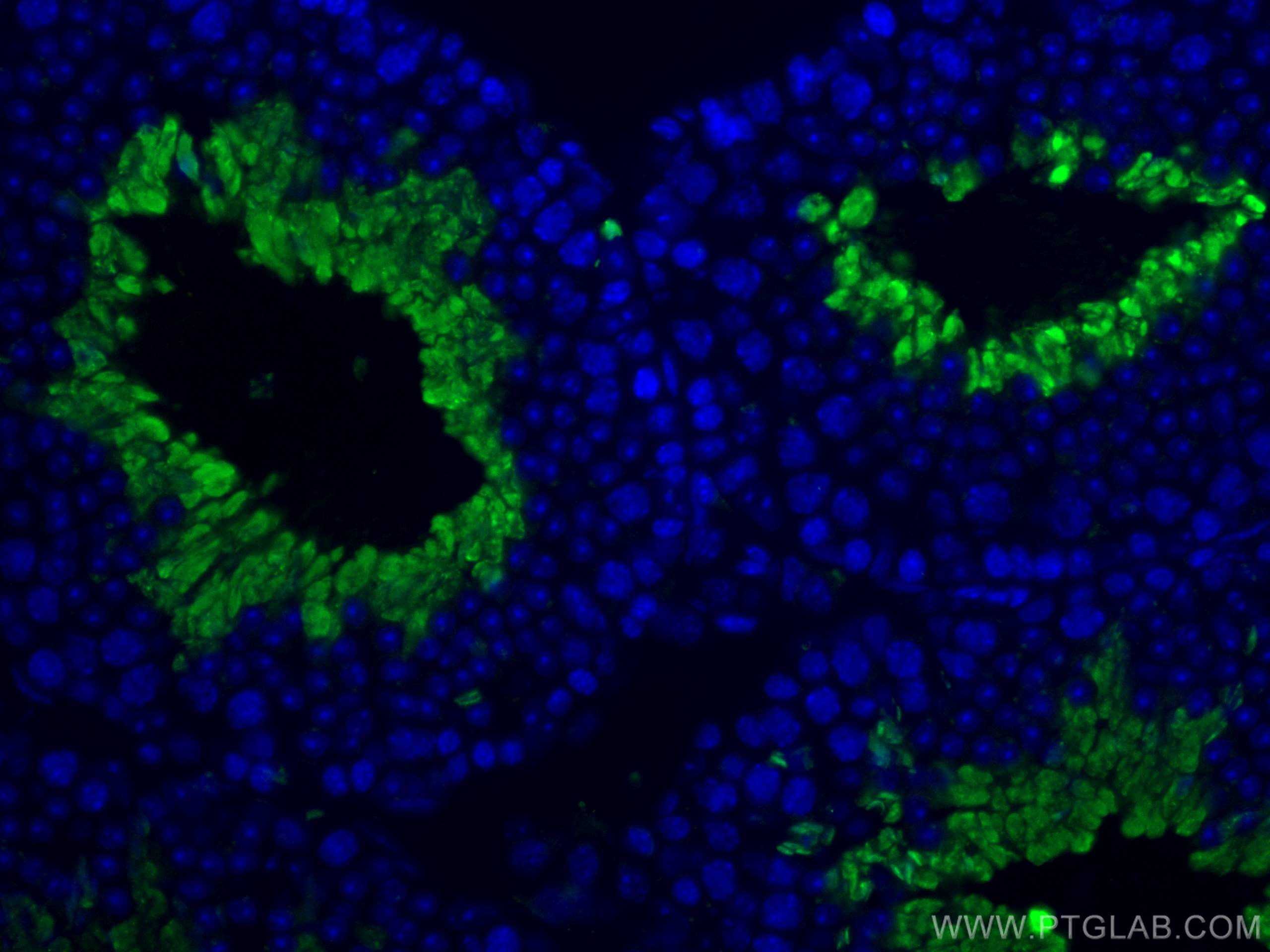 Immunofluorescence (IF) / fluorescent staining of mouse testis tissue using PGK2 Polyclonal antibody (13686-1-AP)