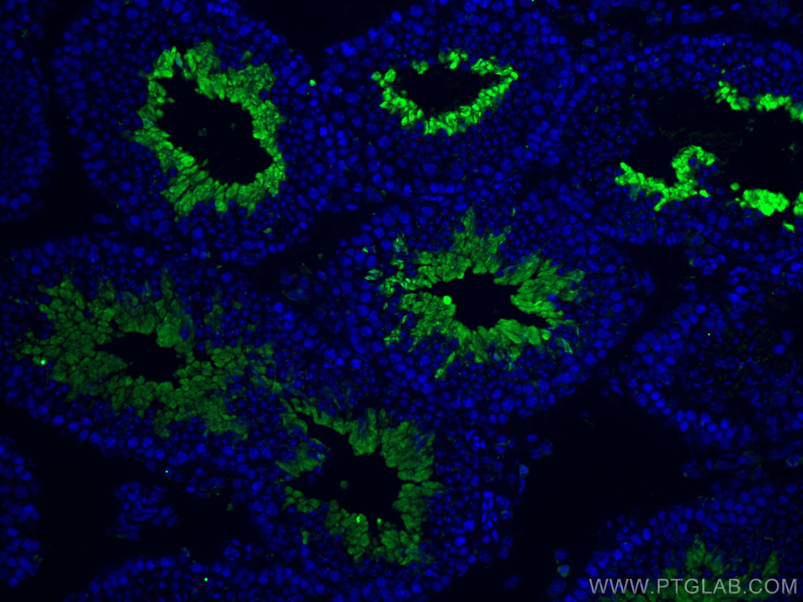 Immunofluorescence (IF) / fluorescent staining of mouse testis tissue using PGK2 Polyclonal antibody (13686-1-AP)