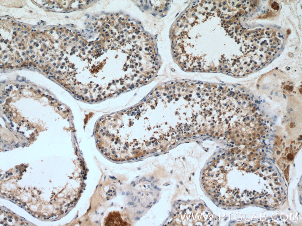 Immunohistochemistry (IHC) staining of human testis tissue using PGK2 Polyclonal antibody (13686-1-AP)