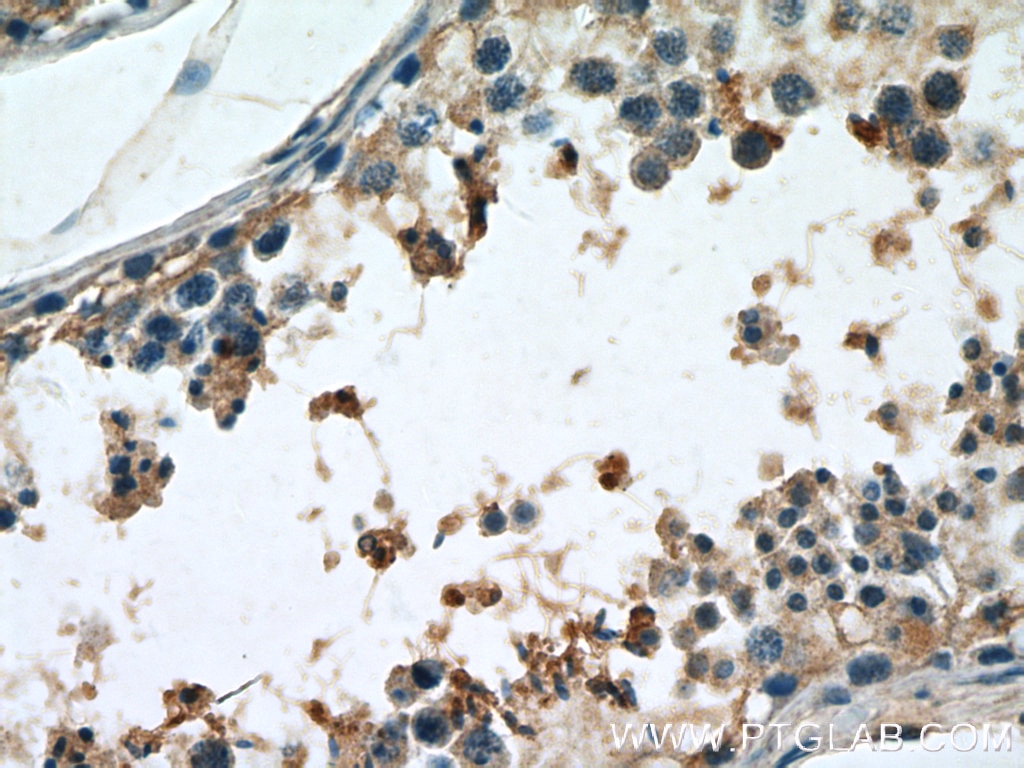 Immunohistochemistry (IHC) staining of human testis tissue using PGK2 Polyclonal antibody (13686-1-AP)
