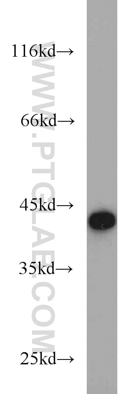 Western Blot (WB) analysis of human testis tissue using PGK2 Polyclonal antibody (13686-1-AP)