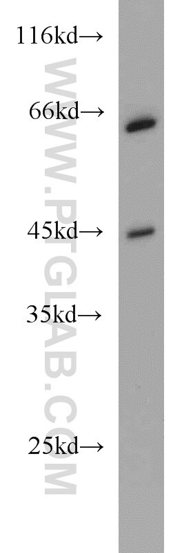 Western Blot (WB) analysis of HeLa cells using PGK2 Polyclonal antibody (13686-1-AP)