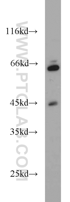 Western Blot (WB) analysis of mouse brain tissue using PGK2 Polyclonal antibody (13686-1-AP)