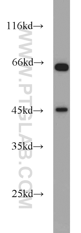 Western Blot (WB) analysis of HepG2 cells using PGK2 Polyclonal antibody (13686-1-AP)