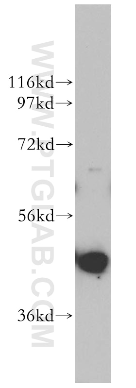 Western Blot (WB) analysis of mouse testis tissue using PGK2 Polyclonal antibody (13686-1-AP)