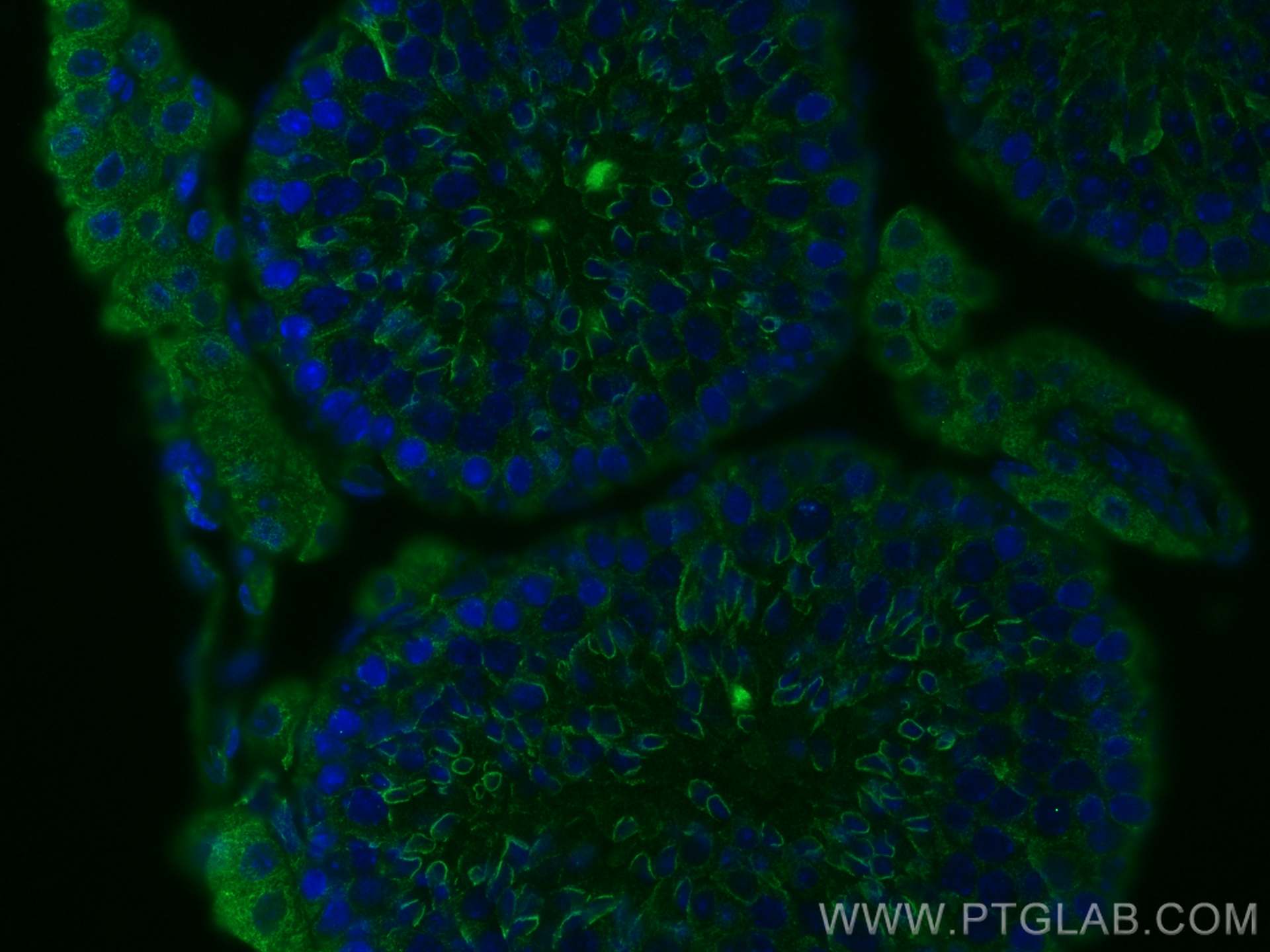 Immunofluorescence (IF) / fluorescent staining of mouse testis tissue using PGK2 Monoclonal antibody (68228-1-Ig)