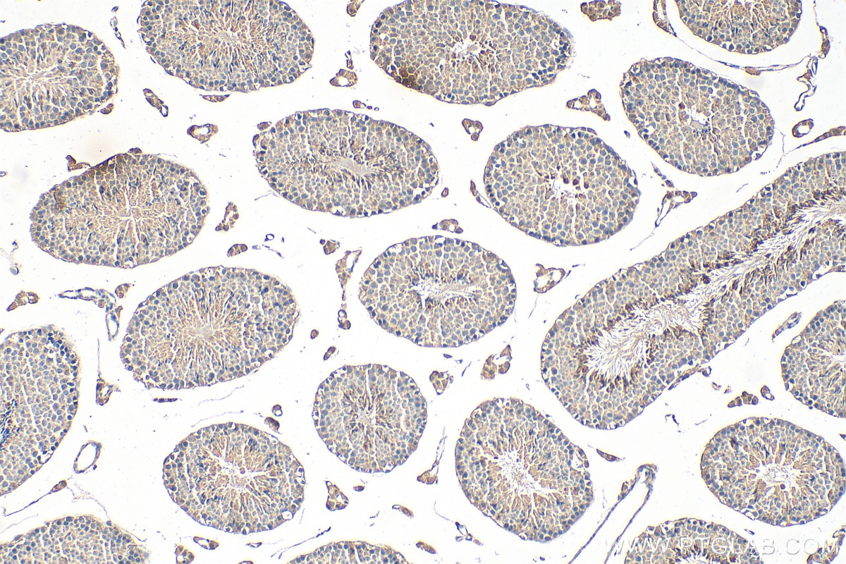 Immunohistochemical analysis of paraffin-embedded mouse testis tissue slide using 68228-1-Ig (PGK2 antibody) at dilution of 1:500 (under 10x lens). Heat mediated antigen retrieval with Tris-EDTA buffer (pH 9.0). Immunohistochemistry (IHC) staining of mouse testis tissue using PGK2 Monoclonal antibody (68228-1-Ig)