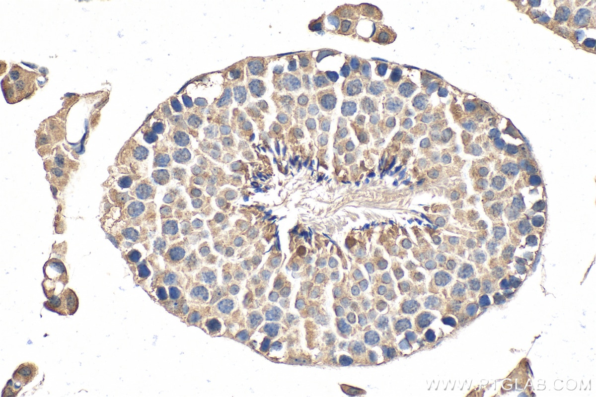 Immunohistochemical analysis of paraffin-embedded mouse testis tissue slide using 68228-1-Ig (PGK2 antibody) at dilution of 1:500 (under 40x lens). Heat mediated antigen retrieval with Tris-EDTA buffer (pH 9.0). Immunohistochemistry (IHC) staining of mouse testis tissue using PGK2 Monoclonal antibody (68228-1-Ig)