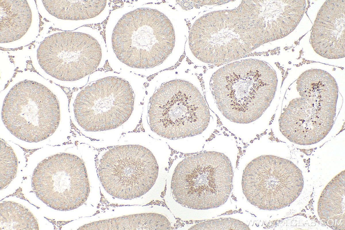 Immunohistochemical analysis of paraffin-embedded rat testis tissue slide using 68228-1-Ig (PGK2 antibody) at dilution of 1:500 (under 10x lens). Heat mediated antigen retrieval with Tris-EDTA buffer (pH 9.0). Immunohistochemistry (IHC) staining of rat testis tissue using PGK2 Monoclonal antibody (68228-1-Ig)