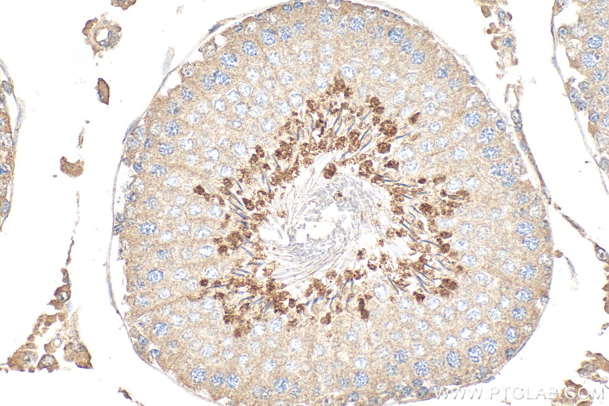 Immunohistochemical analysis of paraffin-embedded rat testis tissue slide using 68228-1-Ig (PGK2 antibody) at dilution of 1:500 (under 40x lens). Heat mediated antigen retrieval with Tris-EDTA buffer (pH 9.0). Immunohistochemistry (IHC) staining of rat testis tissue using PGK2 Monoclonal antibody (68228-1-Ig)