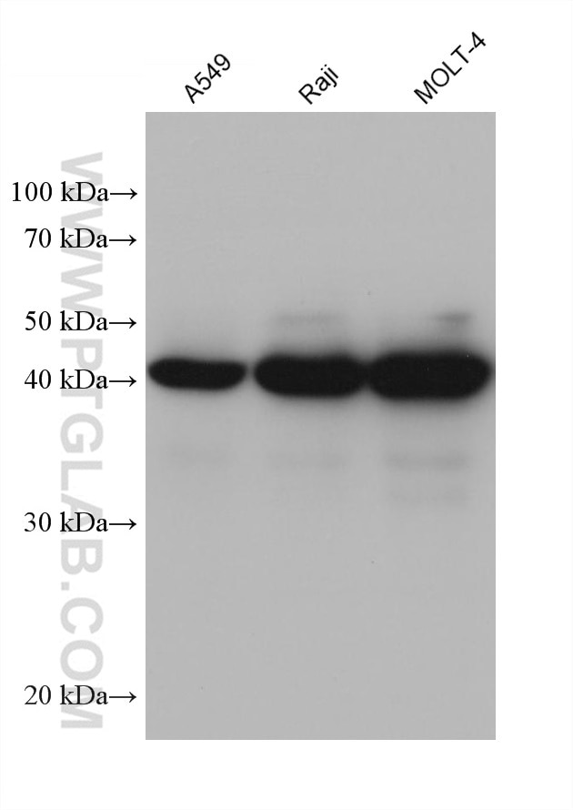 Western Blot (WB) analysis of various lysates using PGK2 Monoclonal antibody (68228-1-Ig)