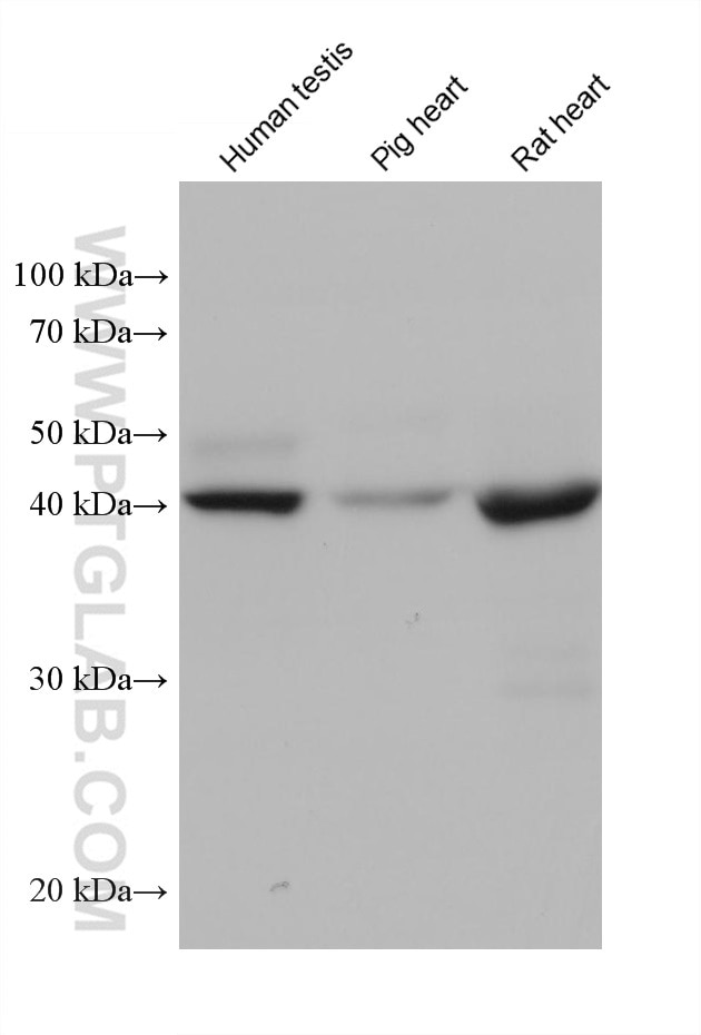 Western Blot (WB) analysis of various lysates using PGK2 Monoclonal antibody (68228-1-Ig)