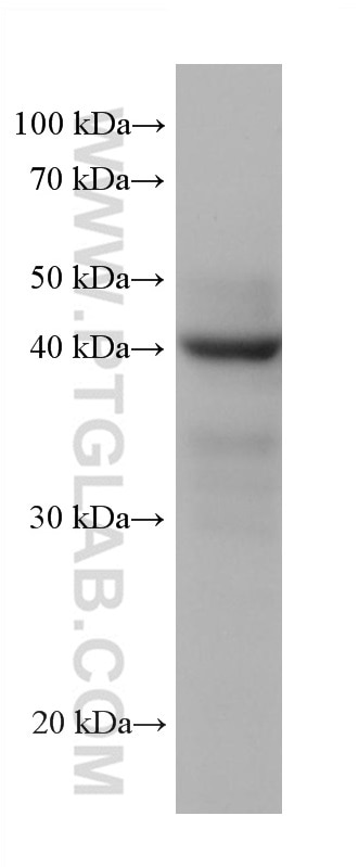 Western Blot (WB) analysis of HuH-7 cells using PGK2 Monoclonal antibody (68228-1-Ig)