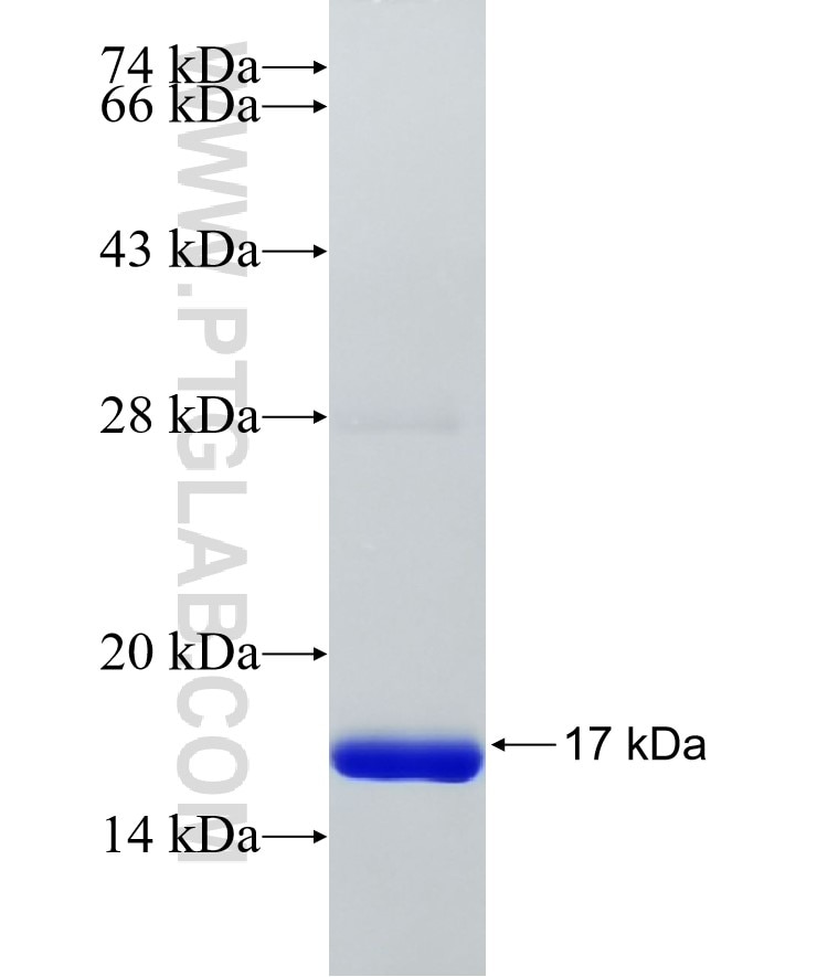 PGK2 fusion protein Ag20631 SDS-PAGE