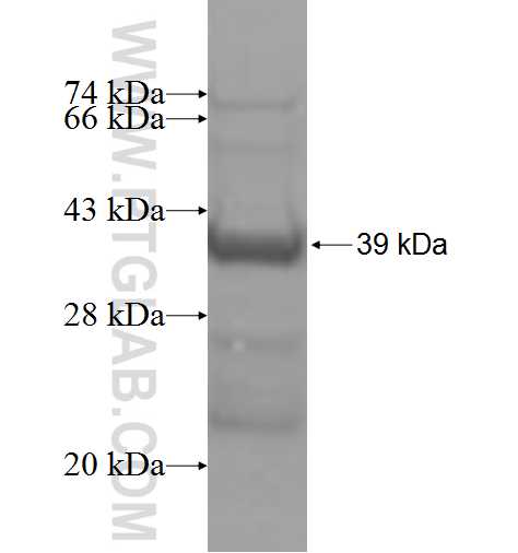 PGK2 fusion protein Ag4553 SDS-PAGE