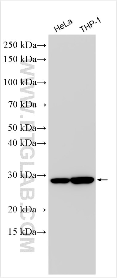 Western Blot (WB) analysis of various lysates using PGLS Polyclonal antibody (30560-1-AP)