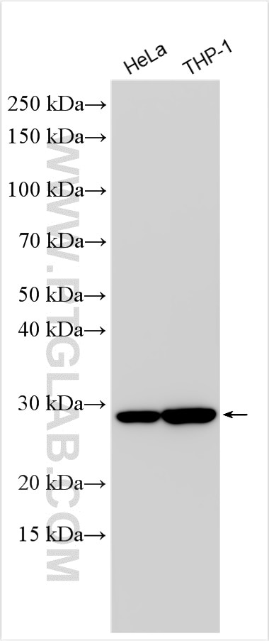 Western Blot (WB) analysis of various lysates using PGLS Polyclonal antibody (30560-1-AP)