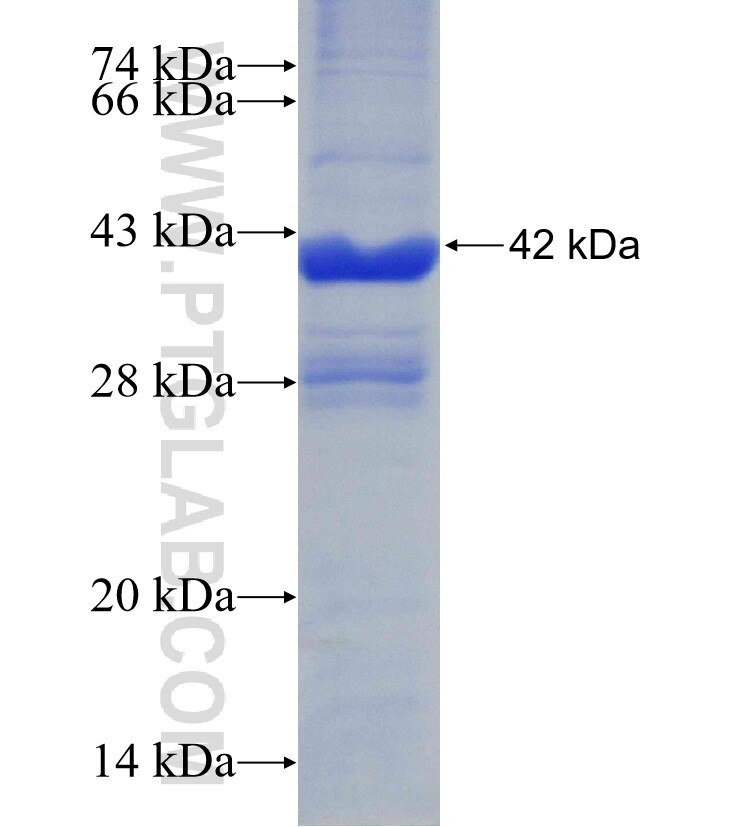 PGLS fusion protein Ag30836 SDS-PAGE