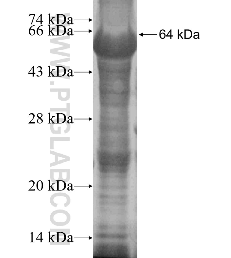 PGLYRP2 fusion protein Ag19336 SDS-PAGE