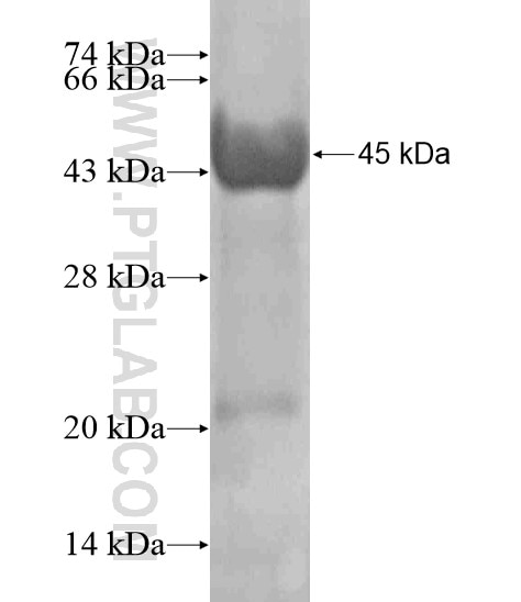 PGLYRP2 fusion protein Ag19338 SDS-PAGE