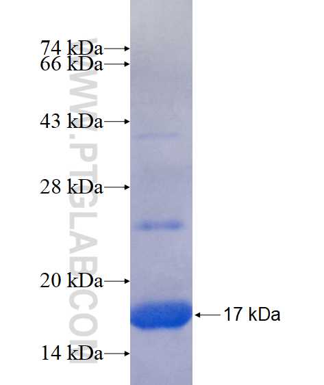 PGLYRP4 fusion protein Ag15851 SDS-PAGE