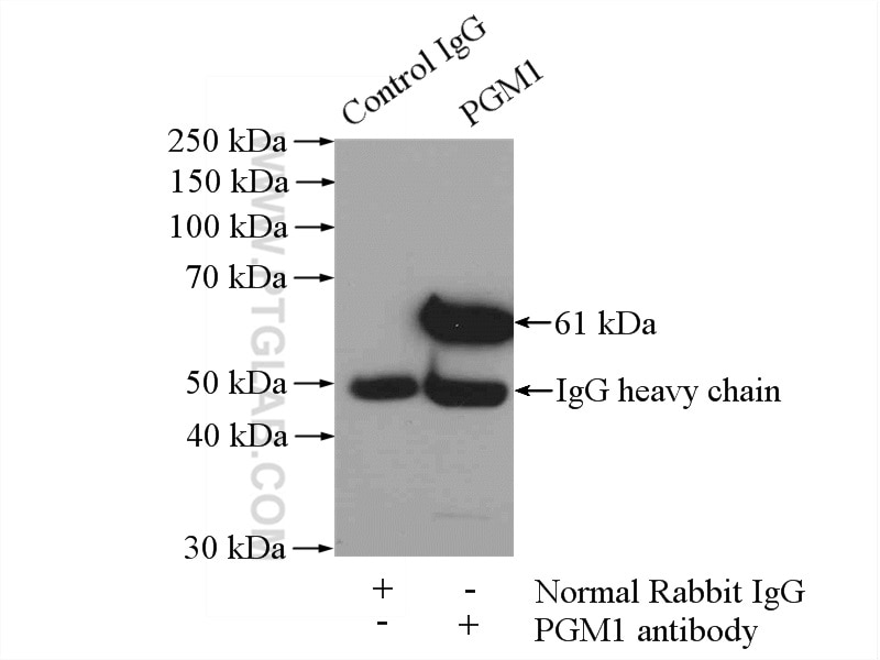 Immunoprecipitation (IP) experiment of mouse skin tissue using PGM1 Polyclonal antibody (15161-1-AP)