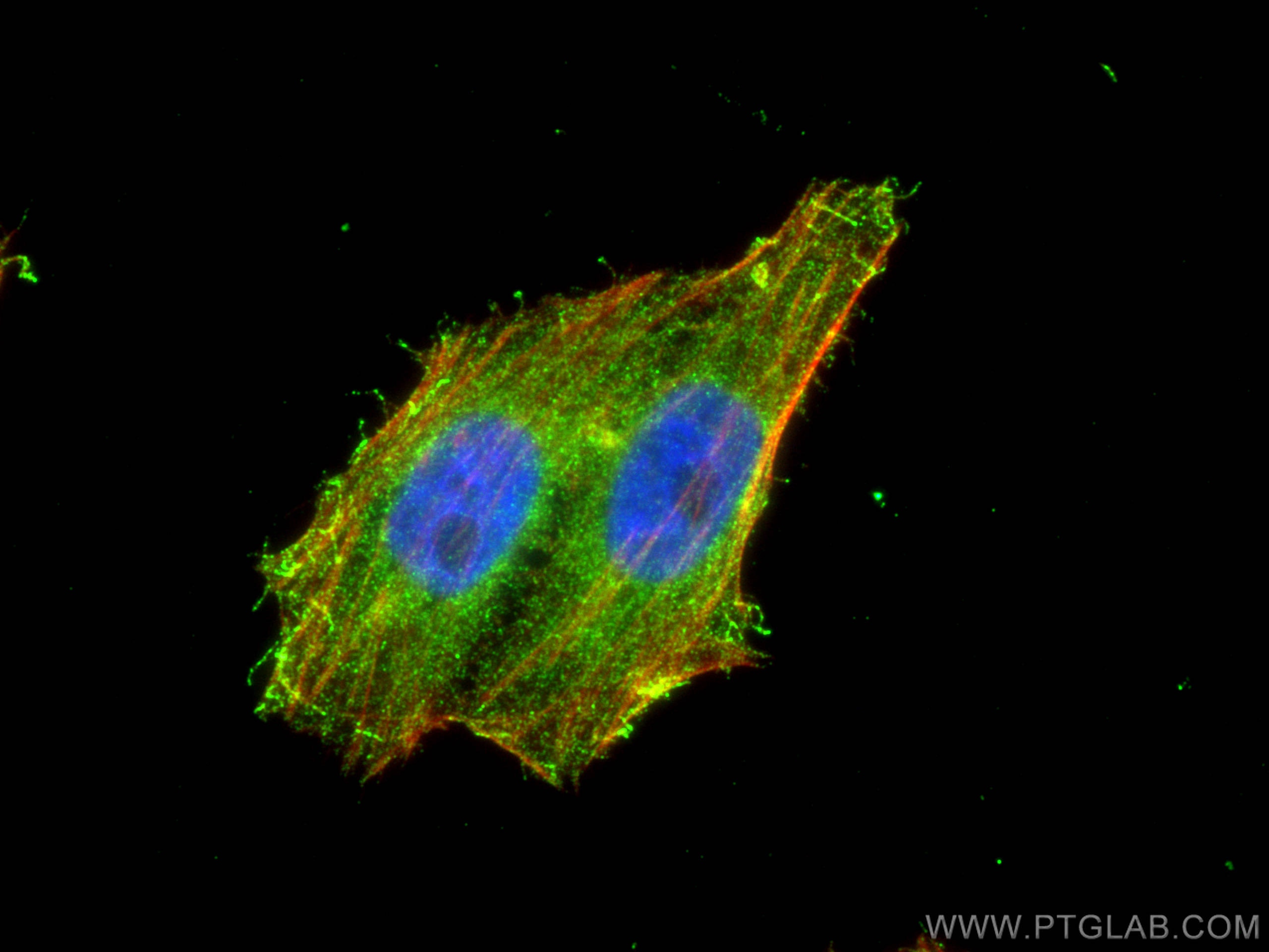 Immunofluorescence (IF) / fluorescent staining of HepG2 cells using PGM1 Monoclonal antibody (66105-1-Ig)