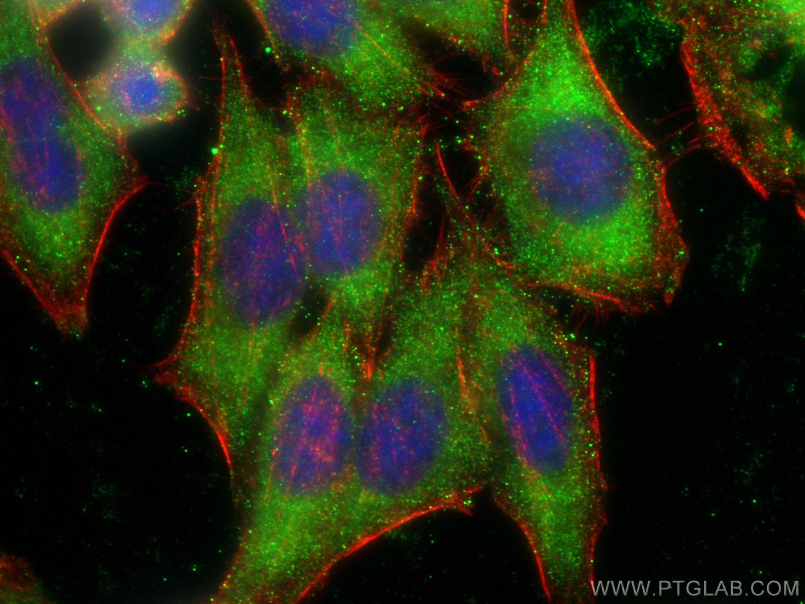 Immunofluorescence (IF) / fluorescent staining of HepG2 cells using PGM1 Monoclonal antibody (66105-1-Ig)