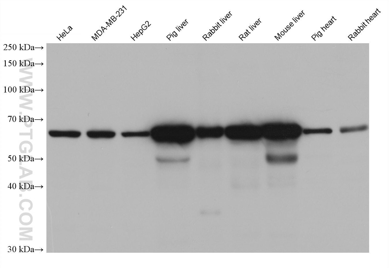 Western Blot (WB) analysis of various lysates using PGM1 Monoclonal antibody (66105-1-Ig)