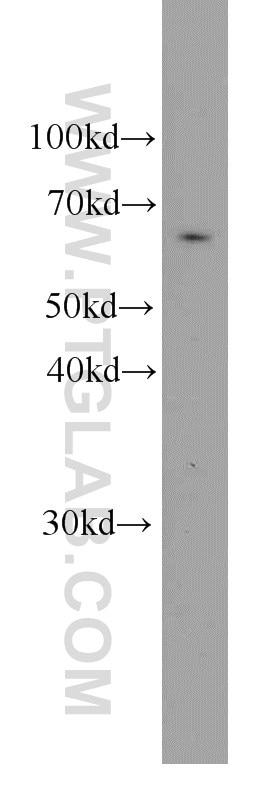Western Blot (WB) analysis of HEK-293 cells using PGM1 Monoclonal antibody (66105-1-Ig)